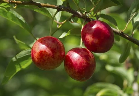 Ripe red plums on tree branches with green leaves in the garden. Stock Photos