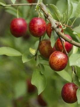 Ripe red plums on tree branches with green leaves in the garden. Stock Photos