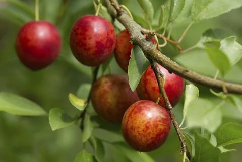 Ripe red plums on tree branches with green leaves in the garden. Stock Photos