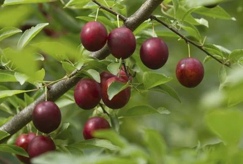 Ripe red plums on tree branches with green leaves in the garden. Stock Photos