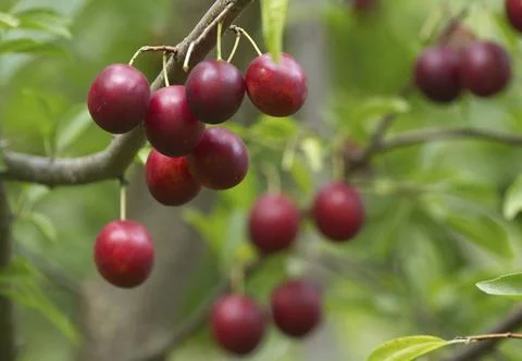 Ripe red plums on tree branches with green leaves in the garden. Stock Photos