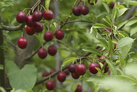 Ripe red plums on tree branches with green leaves in the garden. Stock Photos