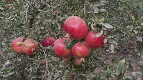 Ripe red pomegranates on a tree Stock Footage 164622419