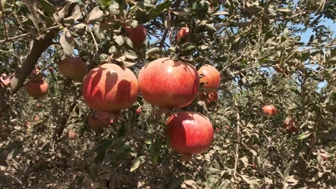 Ripe red pomegranates on the tree Stock Footage 164622643