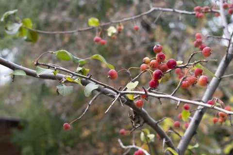 Ripe red ranetki on tree branches autumn texture. Foto stock