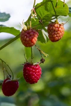 Ripe red raspberries on the branches of a bush. A raspberry patch in the gard Stock Photos