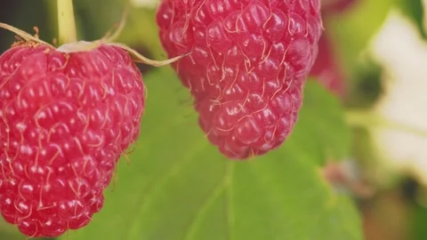 Ripe red raspberries Video stock 250443525