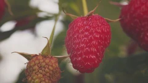 Ripe red raspberries Video stock 251144016