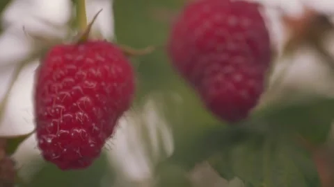 Ripe red raspberries Video stock 251792584