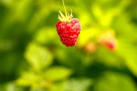 Ripe red raspberries on a green background Stock Photos