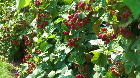 Ripe Red Raspberries Growing on Dense Raspberry Plants Stock Footage 345645348
