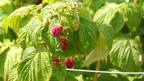 Ripe Red Raspberries Growing on Raspberry Plant Stock Footage 345599419