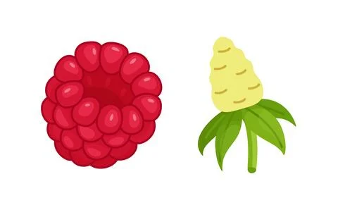 Ripe red raspberry and its core. Hand drawn trendy flat style isolated Illustrazione stock