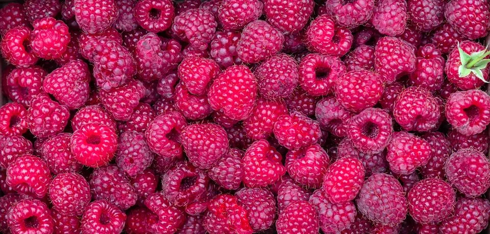 Ripe red raspberry for background texture, close-up, top view, copy space for Stock Photos
