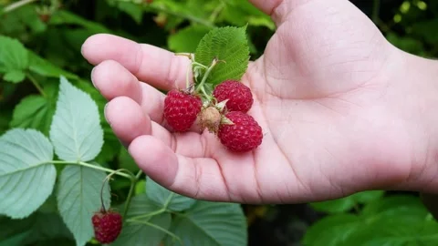 Ripe red raspberry berries in a child's hand against the background of a green Stock Footage 279562906