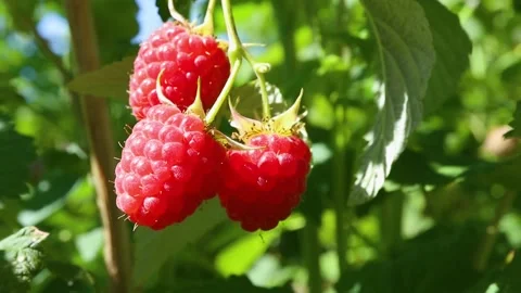 Ripe red raspberry berry hanging on a branch. Stock Footage 135048768