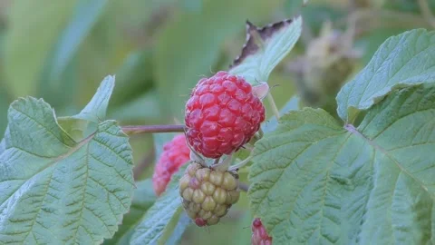 A ripe red raspberry berry hangs on a branch 스톡 동영상 137943928