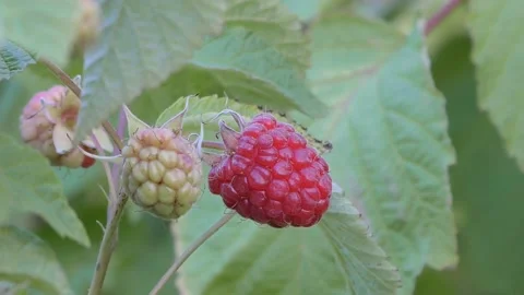 A ripe red raspberry berry hangs on a branch Stock Footage 137944251
