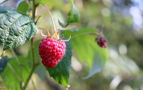 Ripe red raspberry on a branch against the backdrop of a dried berry Stock Photos