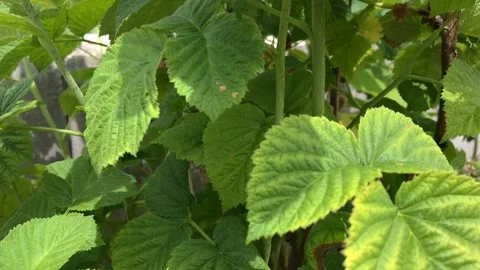 Ripe red raspberry bush close-up. Raspberry bush in a summer garden. Stock Footage 116170411