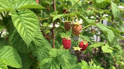 Ripe red raspberry bush close-up. Raspberry bush in a summer garden. Stock Footage 116231979