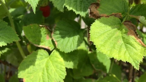 Ripe red raspberry bush close-up. Raspberry bush in summer. Stock Footage 116232434
