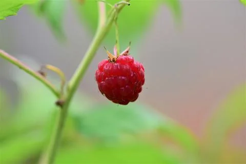 Ripe red raspberry as a close up against a blurred background Stock Photos