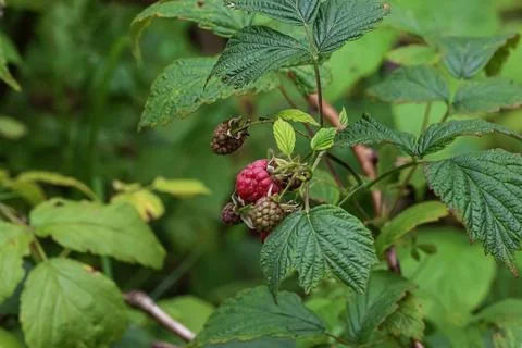 Ripe red raspberry fruit growing on a green leafy bush in nature Stock Photos