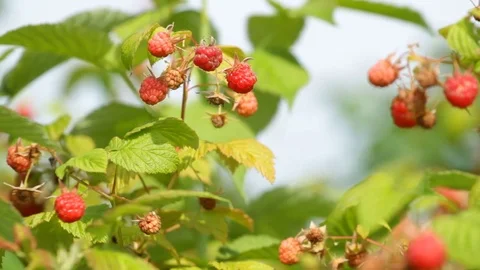 Ripe red raspberry on the garden Stock Footage 71935096