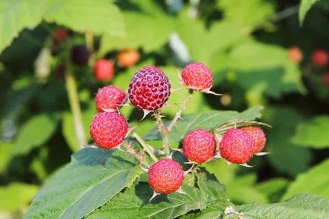Ripe red raspberry in garden. Stock Photos