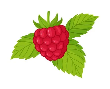 Ripe red raspberry with green leaves. Hand drawn trendy flat style isolated Illustrazione stock