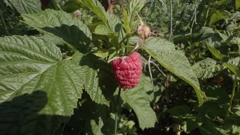 Ripe red raspberry growing on a green bush branch surrounded by leaves Stock Footage 339274717