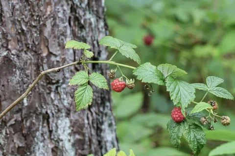 Ripe red raspberry hanging from a branch next to a tree trunk Stock Photos
