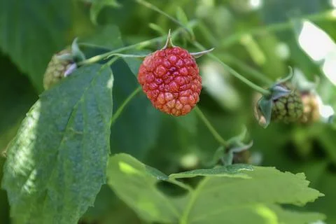 Ripe red raspberry hanging from a branch with green leaves in the background Stock Photos