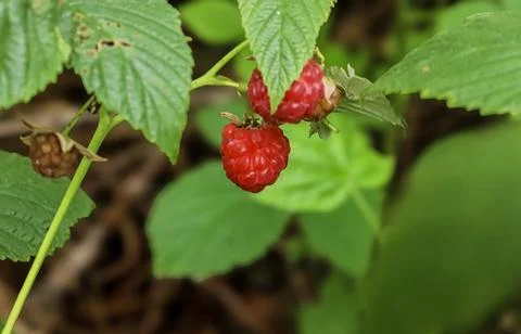 Ripe red raspberry hanging from a green leafy branch in the forest Stock Photos