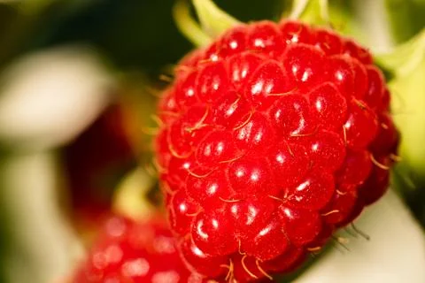 Ripe red raspberry hanging on a shrub. Close-up. Stock Photos