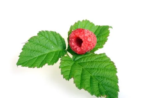 Ripe red raspberry Stock Photos