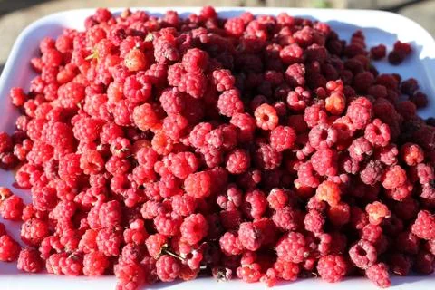 Ripe red raspberry Stock Photos