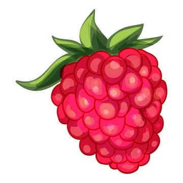Ripe red raspberry showing tiny bulbs forming juicy berry Stock Illustration