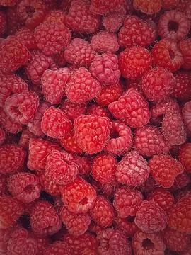 Ripe red raspberry texture background. Fresh and juicy fruits closeup 스톡 사진