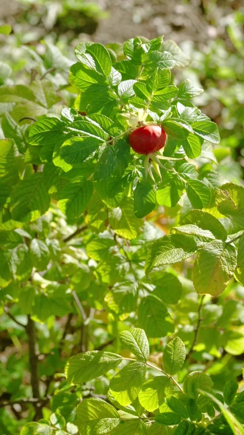 Ripe red rose hip centered among glossy green serrated leaves under warm directi Stock Footage 345400841