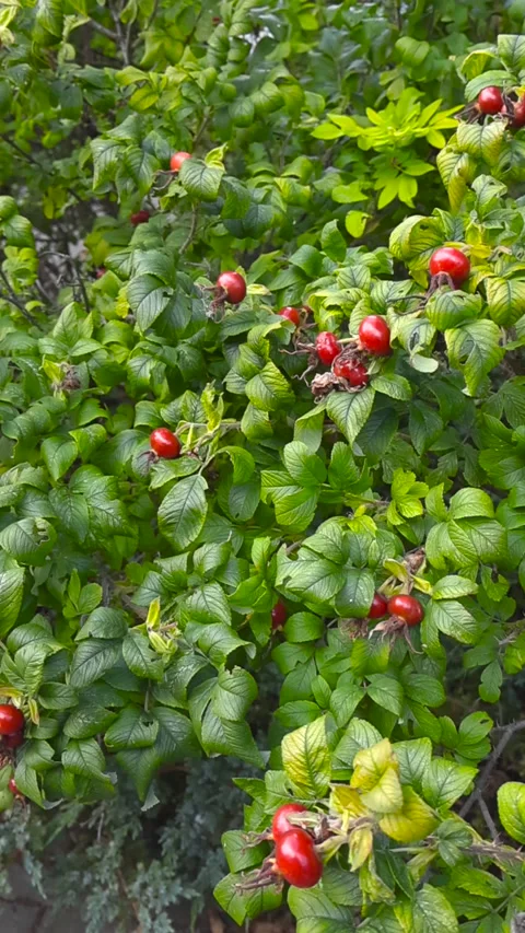 Ripe red rosehip berries growing on a green bush Stock Footage 346596565
