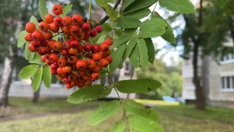 Ripe red rowan berries in a cluster on a branch with green leaves Stock Footage 341510369