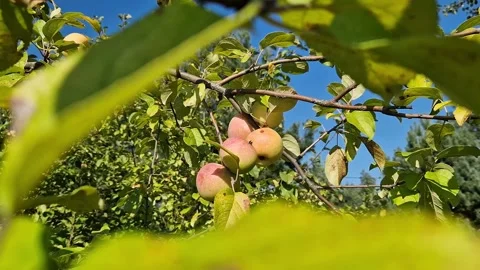 Ripe red-sided apples hang on a tree among dense foliage Vídeos de archivo 344181824