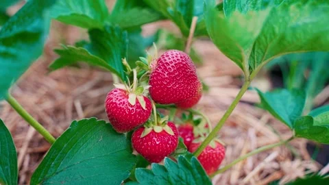Ripe red strawberries close-up in a vegetable garden on a bush Stock Footage 240913298