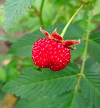 Ripe red strawberry raspberry Rubus illecebrosus growing on bush macro Stock Photos