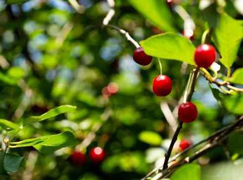 Ripe red summer cherry. A selective focus sunny bright photo with free blank Stock Photos