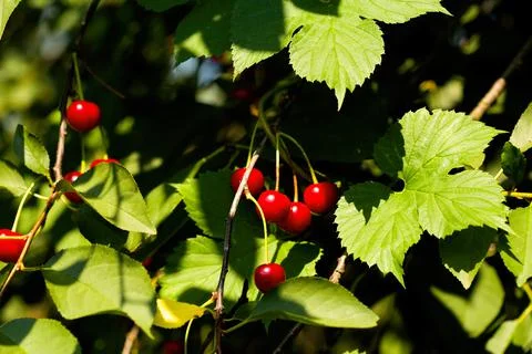 Ripe red summer cherry. A selective focus sunny bright photo with free blank Stock Photos