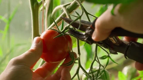 Ripe red tomato being picked in a greenhouse, close-up Stock Footage 316148652