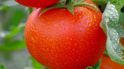 Ripe red tomato on branch Stock Footage 137017013